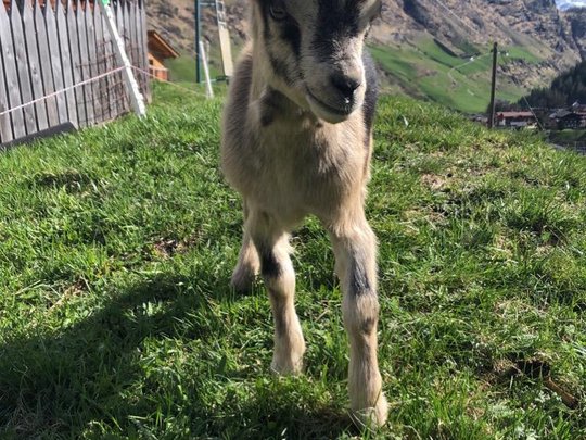 Una vacanza in montagna a Plan Una vacanza in montagna a Plan