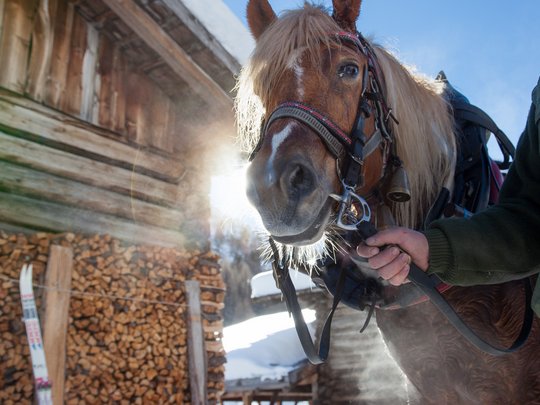 Skigebiet Pfelders, die Texelgruppe und vieles mehr Skigebiet Pfelders, die Texelgruppe und vieles mehr