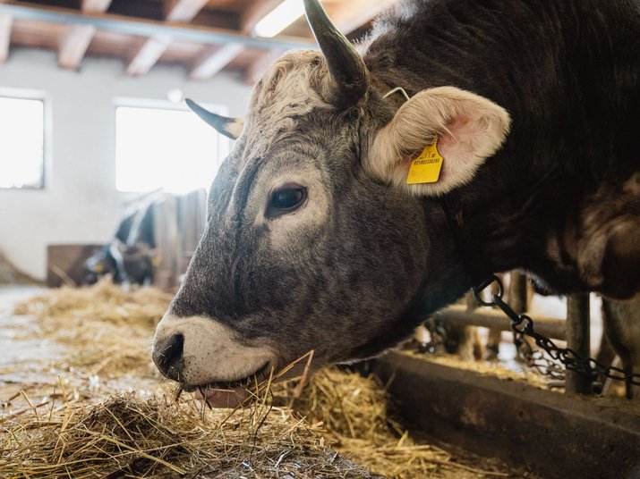 Vacanza in maso in Alto Adige. Ti aspettiamo! Vacanza in maso in Alto Adige. Ti aspettiamo!