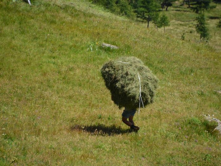 Hofkäse aus Pfelders – muasch probieren! Hofkäse aus Pfelders – muasch probieren!