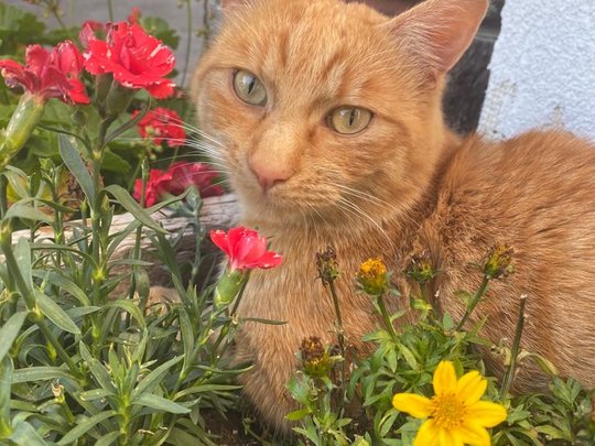 Una vacanza in montagna a Plan Una vacanza in montagna a Plan