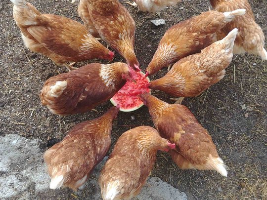 Una vacanza in montagna a Plan Una vacanza in montagna a Plan