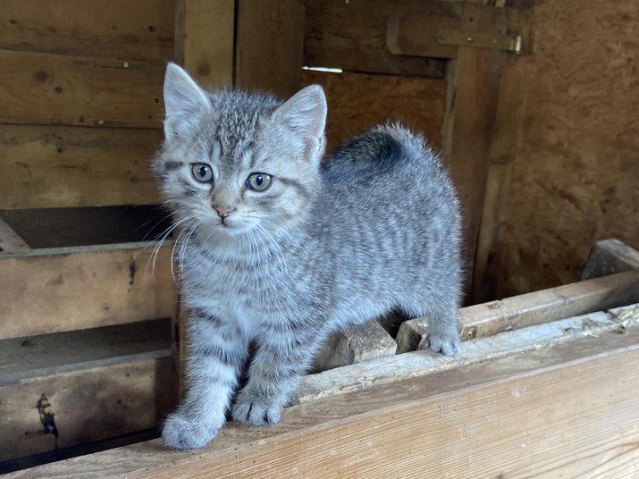 Una vacanza in montagna a Plan Una vacanza in montagna a Plan