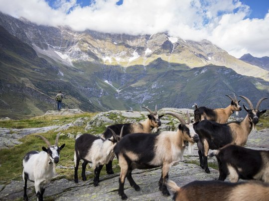 Skigebiet Pfelders, die Texelgruppe und vieles mehr Skigebiet Pfelders, die Texelgruppe und vieles mehr